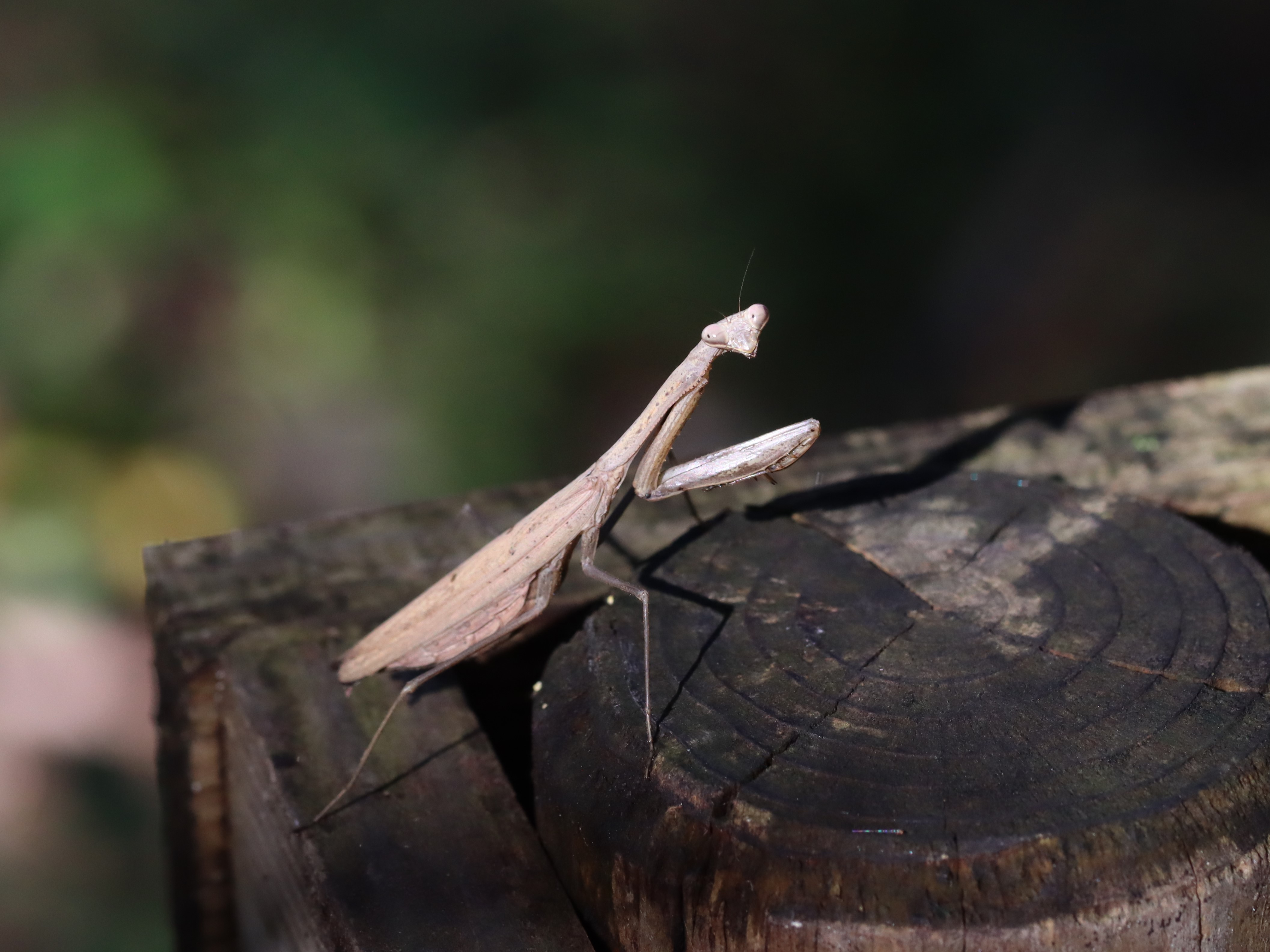 コカマキリ